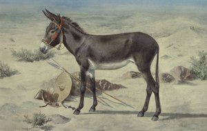 Études d
